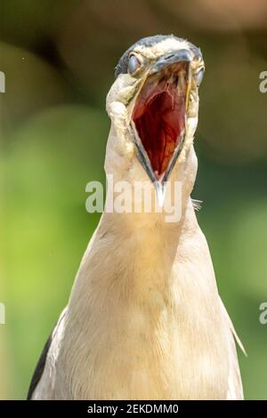 L'airone striato (Butorides striata) conosciuto anche come airone di mangrovie, piccolo airone o verde-backed, è un piccolo, alto circa 44 cm Foto Stock