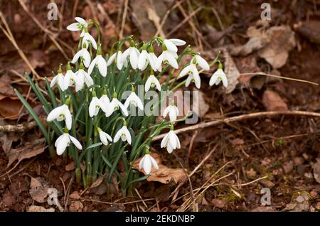 Nevicate, i primi fiori selvatici primaverili nella foresta. Foto Stock