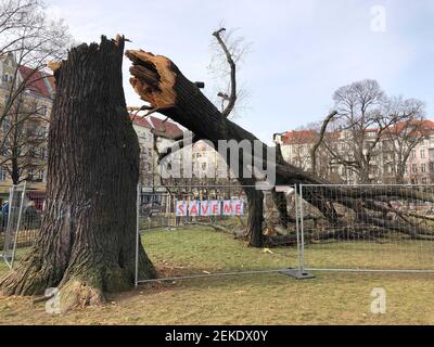 Berlino, Germania. 23 Feb 2021. Una barriera è stata eretta intorno a un albero di calce caduto a Boxhagener Platz a Berlino-Friedrichshain. Il grande albero di lime sul parco giochi, che era stato afflitto da marciume e fungo per lungo tempo, si è rotto il lunedì pomeriggio ad un'altezza di circa cinque metri. Il lime di 100 anni era stato un monumento naturale. (A dpa 'Tall Tree on playground cade - by Luck no laired') Credit: Andreas Rabenstein/dpa/Alamy Live News Foto Stock
