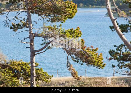 Pino sul mare in Sable d'Or les Pins, Bretagna, Francia, Cotes Armor Foto Stock