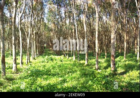 Paesaggio di Hevea brasiliensis Muell. Panorama giardino Arg. O Para Rubber Foto Stock