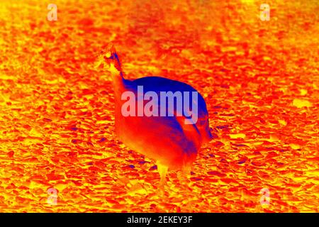 Faraona nel cortile del pollame, scansione della temperatura corporea dell'animale con una termocamera Foto Stock