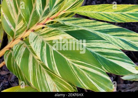 Piante tropicali variegate Shell Ginger di colore bianco e verde foglie Foto Stock