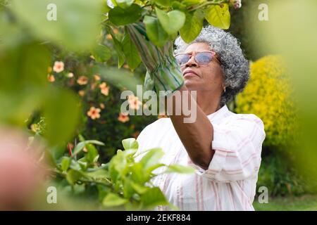 Donna anziana afro-americana premurosa che indossa guanti da giardinaggio tagliando le foglie nel giardino Foto Stock