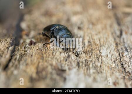 Stag Beetle; Lucanus cervus; Ungheria Foto Stock