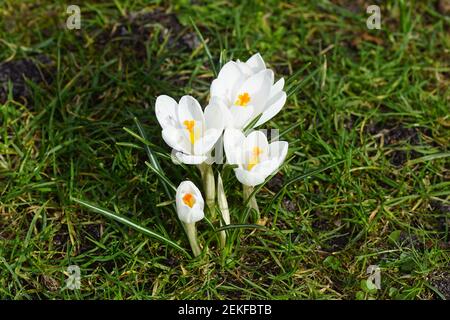 Crocidi in fiore bianco al sole nell'erba di un prato in un giardino olandese. Famiglia Iridaceae. Fine inverno, febbraio, Paesi Bassi. Foto Stock