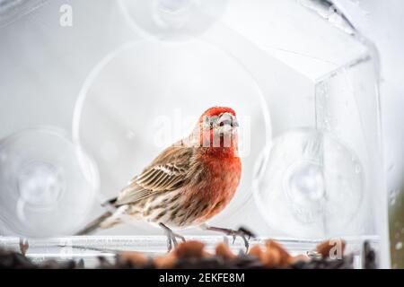 Un uccello maschio rosso della casa fringuello seduto appollaiato closeup su alimentatore in vetro di plastica durante la neve invernale pesante colorato in Virginia Foto Stock