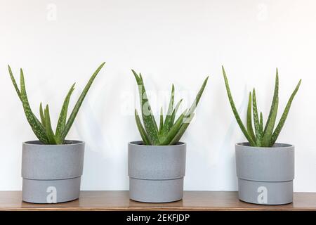 Raggruppamento di piante di aloe vera in vaso su una mensola di legno Foto Stock