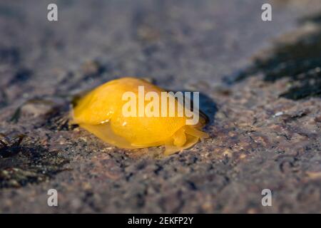 Capocorda di mare giallo; Berthella plumula; UK Foto Stock