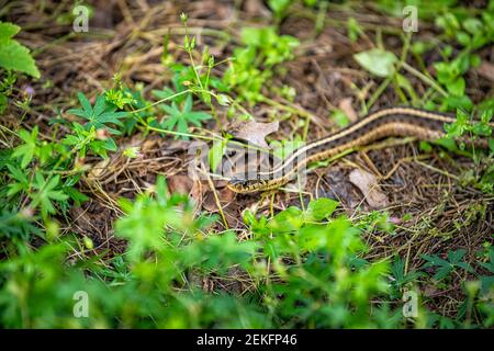 Closeup di piccolo nastro garter serpente su terreno giardino con Foglie verdi di fogliame in estate di Virginia Foto Stock