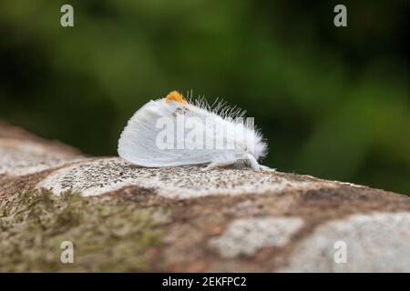 Coda gialla Moth; Euproctis similis; UK Foto Stock