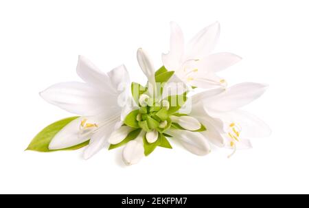 Fiori Hosta plantaginea isolati su sfondo bianco Foto Stock