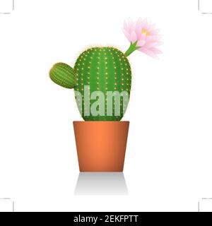 Cactus in una pentola di argilla rossa. Pianta fiorente. Sfondo bianco. Isolato. Immagini realistiche. Illustrazioni vettoriali. Illustrazione Vettoriale