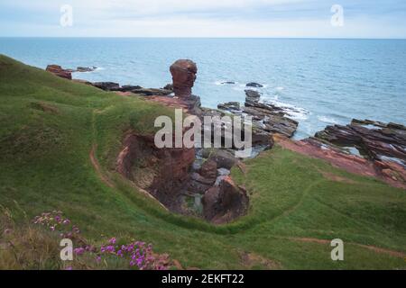 Paesaggio costiero del Deil's Heid (Devil's Head) rosso arenaria stack di mare a Seaton Cliffs presso la costa orientale di Arbroath Angus, Scozia. Foto Stock