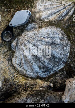 guscio fossile in pietra calcarea e lente a mano . Foto Stock