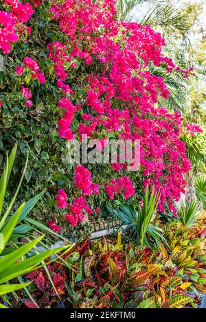 Fiori di bougainvillea rosa con piante di cavallo in Florida Keys o Miami in una strada paesaggistica durante il giorno d'estate Foto Stock