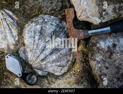 martello geologico o scoglio, con guscio fossile in pietra calcarea e lente a mano . Foto Stock