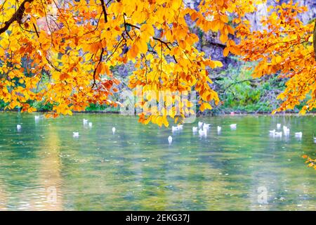 Lago nel centro del Parc des Buttes Chaumont a Parigi. La scena è fotografata dall'autunno con foglie gialle e arancioni evidenziate dal sole di novembre Foto Stock