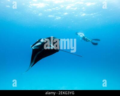 Vista subacquea del gigante hovering oceanic manta ray, Manta Birostris , e uomo free diving in blu oceano. La visione di mondo sottomarino durante l avventura Foto Stock