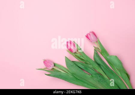 Tulipani rosa su sfondo rosa. Disposizione piatta, vista dall'alto. San Valentino sfondo, mock up. Foto Stock