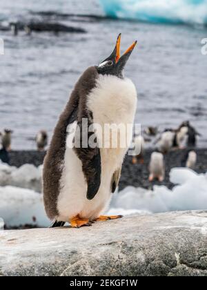 Giovane pinguino gentoo (Pigoscelis papua) che chiama, Brown Bluff, Antartide Foto Stock