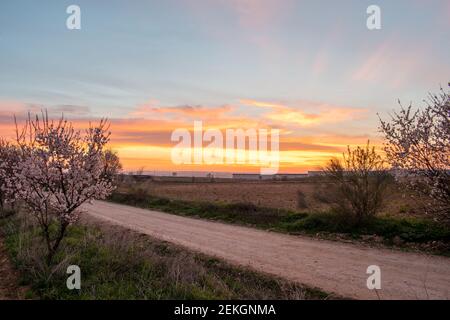 paesaggio di mandorle all'alba (prunus dulcis) in primavera Foto Stock