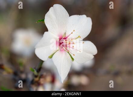 vista ravvicinata della fioritura delle mandorle (prunus dulcis) Foto Stock