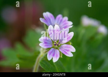 Macro shot di colombe piede geranio (geranio mollo) fiori in fiore Foto Stock