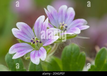 Macro shot di colombe piede geranio (geranio mollo) fiori in fiore Foto Stock