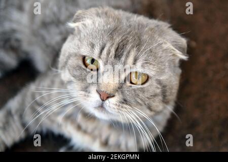 Carino triste casa gatto primo piano. Non è un umore divertente. Foto Stock