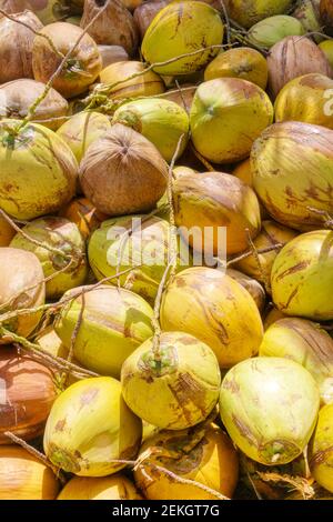 Cocco indonesiano. Un mucchio di noci di cocco sul banco. Mercato asiatico. Cibo vegetariano. Un prodotto naturale. Foto Stock