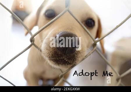 Un cane bello e triste sta chiedendo a qualcuno di adottare Lui Foto Stock