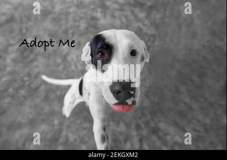 Un cane bello e triste sta chiedendo a qualcuno di adottare Lui Foto Stock
