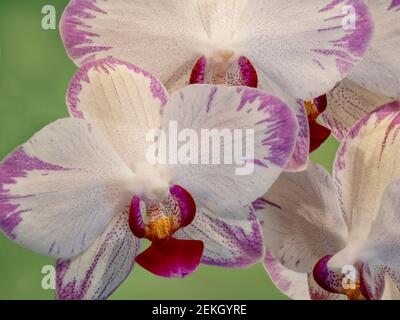 Primo piano di orchidee bianche con dettagli rosa Foto Stock