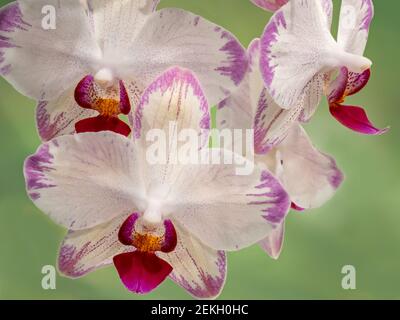 Primo piano di orchidee bianche con dettagli rosa Foto Stock