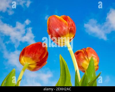 Immagine ravvicinata di tulipani arancioni contro il blu cielo Foto Stock