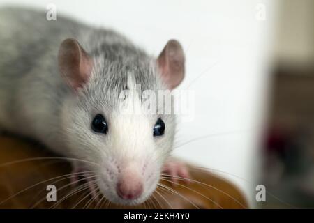 Closeup di divertente ratto domestico bianco con lunghi whisker. Foto Stock