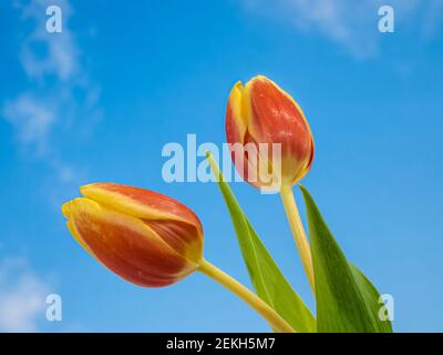 Primo piano di fiori di tulipano arancio contro il cielo blu Foto Stock