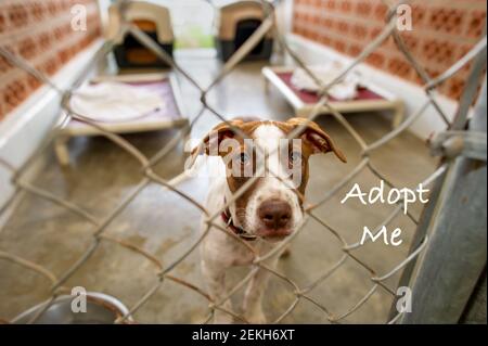 Un cane bello e triste sta chiedendo a qualcuno di adottare Lui Foto Stock