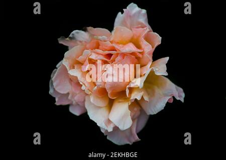 Testa di fiori di rosa di pesca su sfondo nero Foto Stock