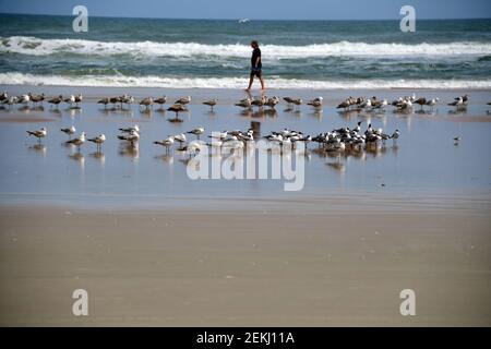 Lone beachwalker di fronte all'oceano con molto di gabbiani nella fronte Foto Stock