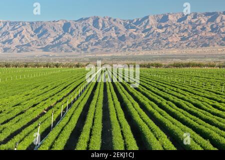 Campo di carota stagionante 'Saucus carota subsp. Sativus', irrigatori. Foto Stock