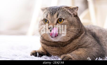 Il gatto Scottish Fold lecca le labbra, si è bloccato fuori la lingua. Carino animale domestico sulla moquette nel soggiorno. Primo piano verticale. Foto Stock