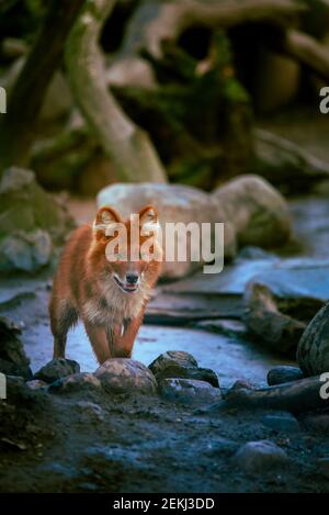 un cane rosso corre attraverso la foresta su un ruscello con pietre Foto Stock