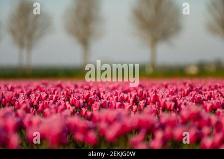 Vista sui colorati campi di tulipani al mattino, Paesi Bassi Foto Stock