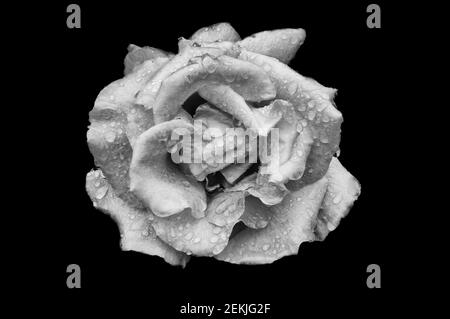 Testa di fiori di rosa ricoperta di rugiada in bianco e nero Foto Stock