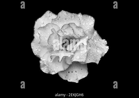 Testa di fiori di rosa ricoperta di rugiada in bianco e nero Foto Stock