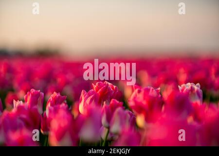 Vista sui colorati campi di tulipani al mattino, Paesi Bassi Foto Stock