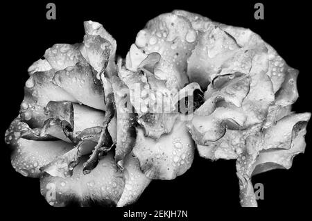 Teste di fiori di rosa ricoperte di rugiada in bianco e nero Foto Stock