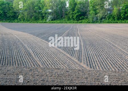 Un campo appena arato, arato e seminato in primavera Foto Stock